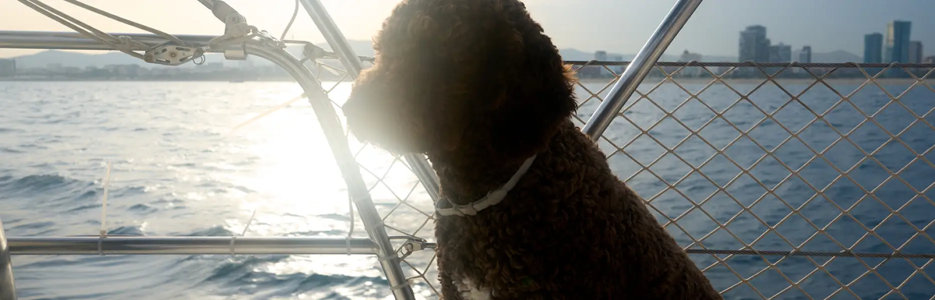 Chien brun profitant du coucher de soleil sur un bateau face à la skyline de Barcelone